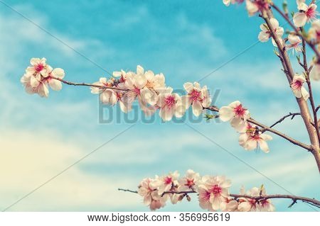 Natural Light And Blossoming Peach Tree Branches, Blurred Blu Sky Background, Toned Image.