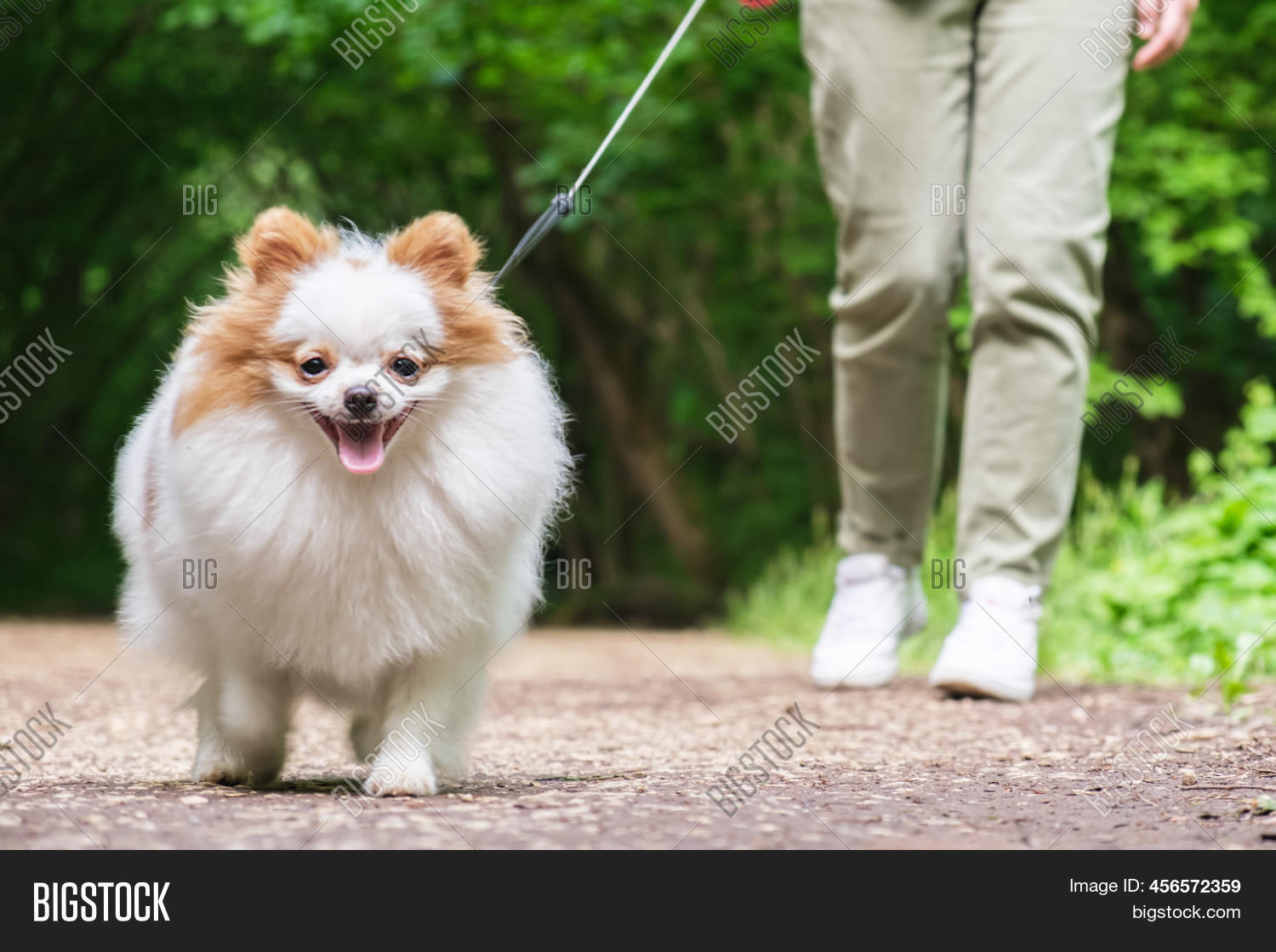 Pomeranian Puppy Walks Image & Photo (Free Trial) Bigstock