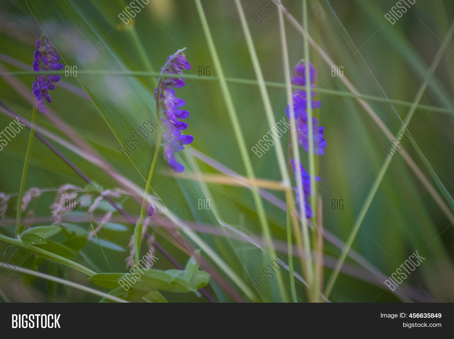Tufted Vetch Latin Image & Photo (Free Trial) | Bigstock
