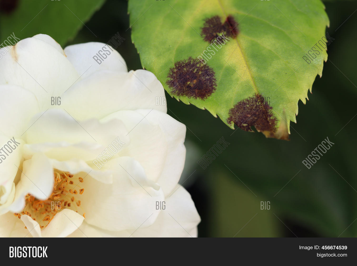 Rose Black Spot Image & Photo (Free Trial) Bigstock