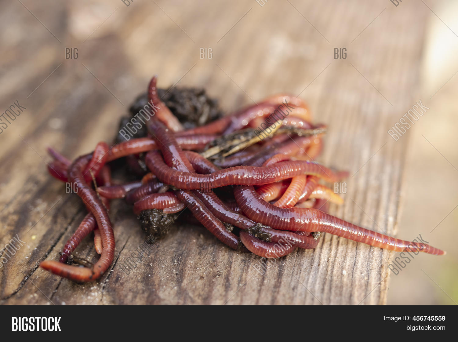 Breeding Red Worms Image & Photo (Free Trial) Bigstock