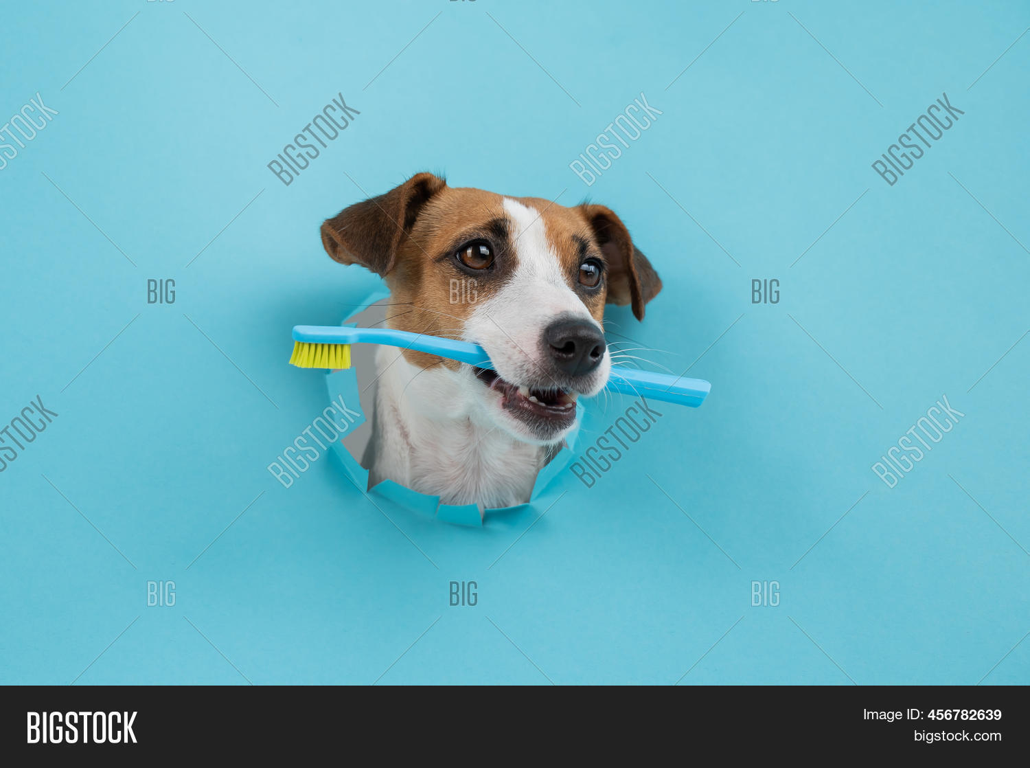 Muzzle Jack Russell Image & Photo (Free Trial) Bigstock