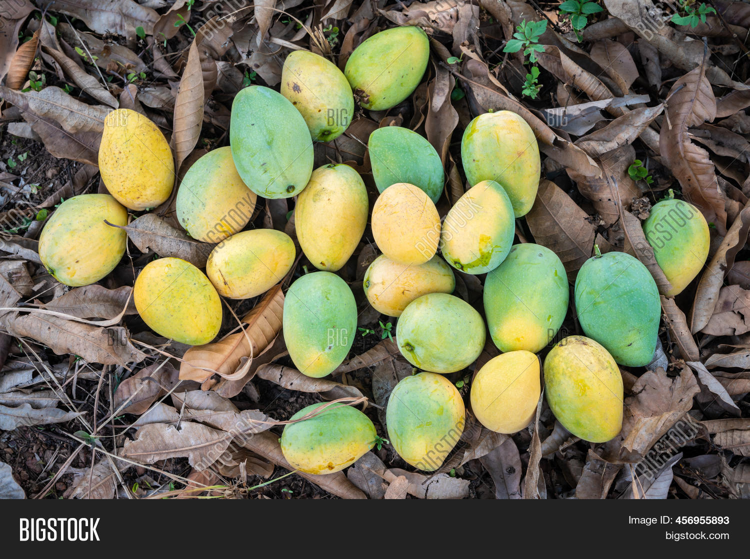 Green Yellow Mangoes Image & Photo (Free Trial) Bigstock