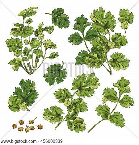 Set Of Green Branches, Coriander Leaves, Botanical Vector Illustration On White Background.
