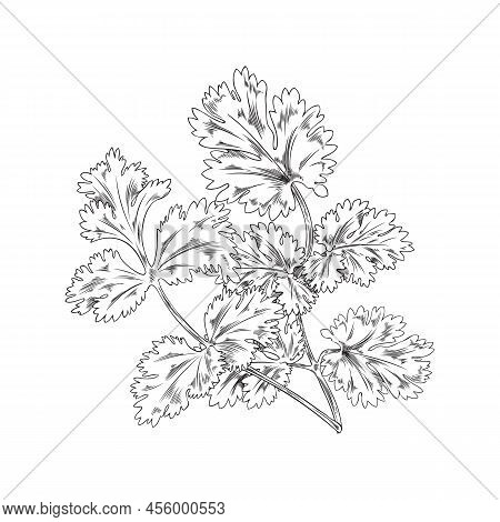 Branch, Coriander Bush, Botanical Vector Illustration, Hand-drawn, On White Background.