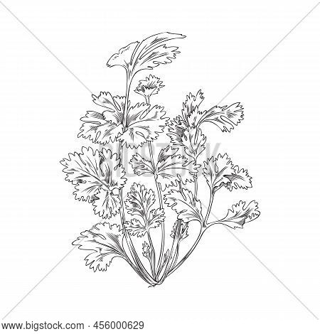 Bunch Of Coriander Herbs In Outline Sketch Style, Vector Illustration Isolated On White Background.