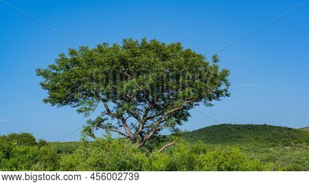 Trees And In The Background The Nature Reserve Hluhluwe Imfolozi Park South Africa