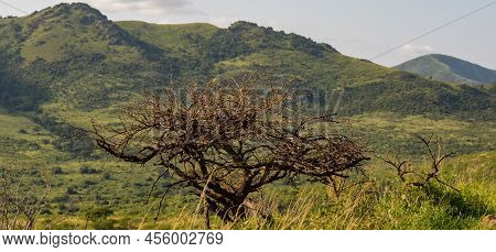 Trees And The Nature Reserve Hluhluwe Imfolozi Park South Africa