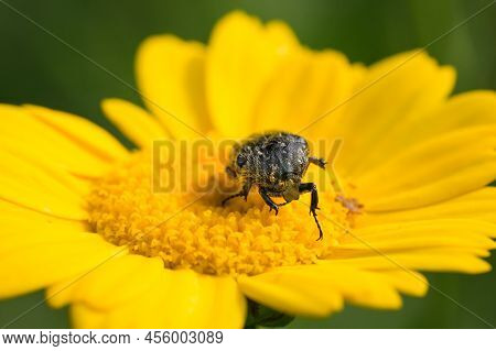 A White Spotted Rose Beetle (oxythyrea Funesta, Cetoniidae) Sitting On A Yellow Flower