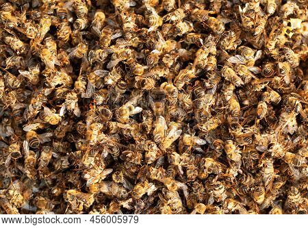 Dead Bees Poisoned Or Killed By Bad Weather.