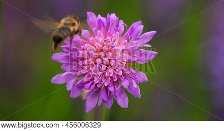 Pink Wild Cornflower Close Up, Selective Focus.