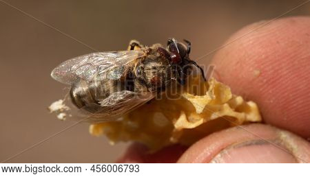 The Bee Is Affected By The Varroa Mite And A Piece Of Beeswax In The Beekeepers Hand.