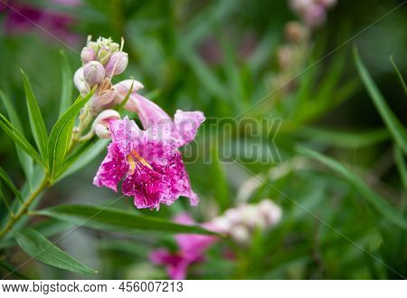 Closeup Of Desert Willow Tree With Pink And White Flower Blossoms In Texas Summer.