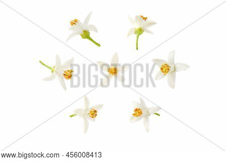 Neroli White Flower In Different Positions Set Isolated On White. Citrus Bloom. Seven Orange Tree Bl