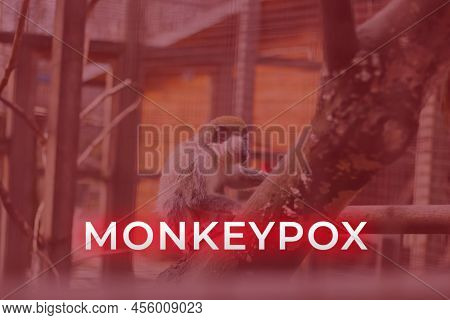 Monkeypox Virus. Red Background. Outbreak Concept. Virus Transmitted To Humans From Animals. Monkeys