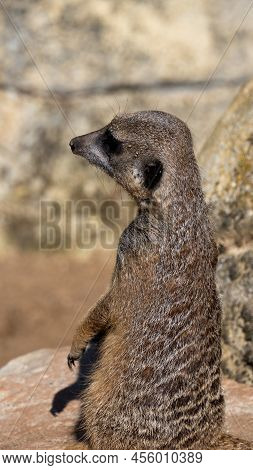 Meerkat Looking At The Horizon At The French 