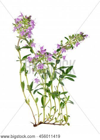 Wild Thyme Flowers, Isolated On White Background. Blooming Sprigs Of Thymus Serpyllum