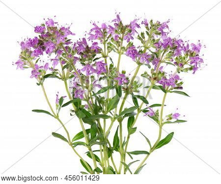 Wild Thyme Flowers, Isolated On White Background. Blooming Sprigs Of Thymus Serpyllum