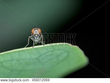 Small Fly With Red Eye On The Leaf