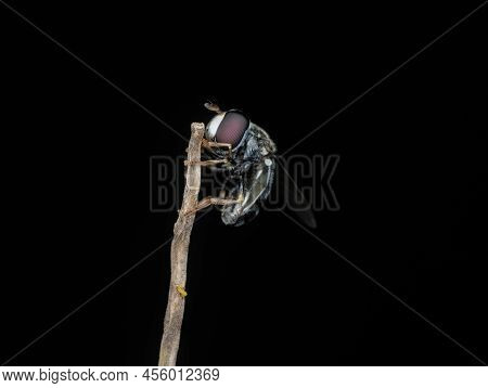 Hover Fly On The Branch Seen From Side
