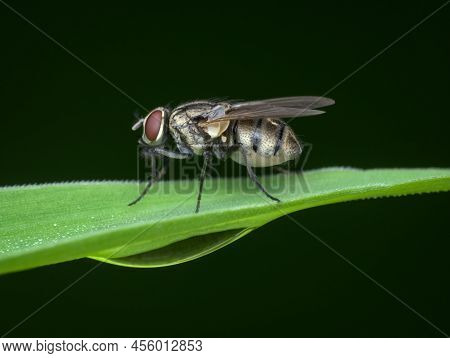 House Fly Perched On The Green Grass