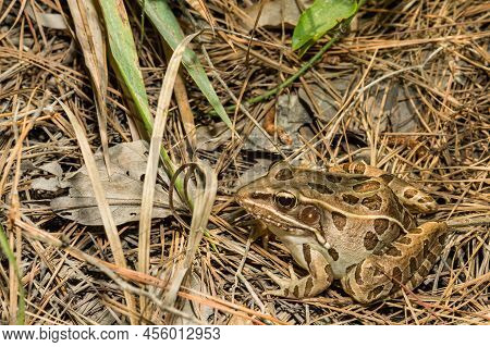 Southern Leopard Frog Cryptic Coloration - Lithobates Sphenocephalus