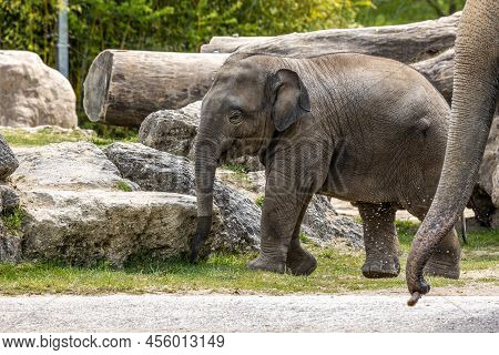 A Young Little Asian Elephant, Elephas Maximus Also Called Asiatic Elephant, Is The Only Living Spec