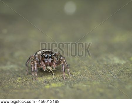 Little Jumping Spider Eat Prey On The Rotten Wood