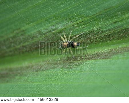 Young Jumping Spider On The Green Leaf