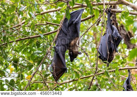 Straw-coloured Fruit Bat - Eidolon Helvum, Beautiful Small Mammal From African Forests And Woodlands