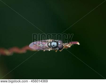 Hover Fly Perched On The Grass From Top View
