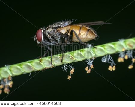 House Fly Perched On The Pistil Of The Grass