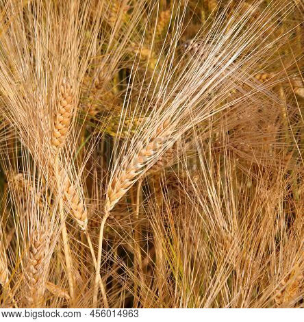 Golden Ears Of Wheat Symbol Of Fertility In The Field In Summer