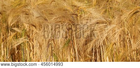 Background Of Many Golden Ripe Ears Of Wheat In The Cultivated Field Ready To Summer Harvest