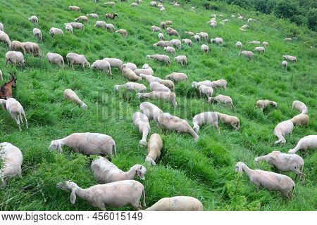 Flock With Many Shorn Sheep Without Wool Fleece Before The Hot Summer Time Grazing On The Green Mead