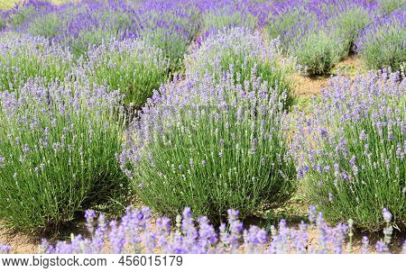 Bushes Of Lavender Flowers In Summer Without People