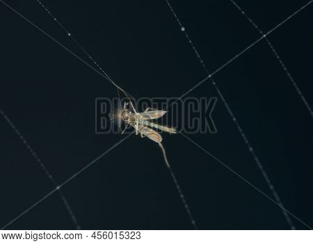 Little Mosquito Traped On The Spider Web
