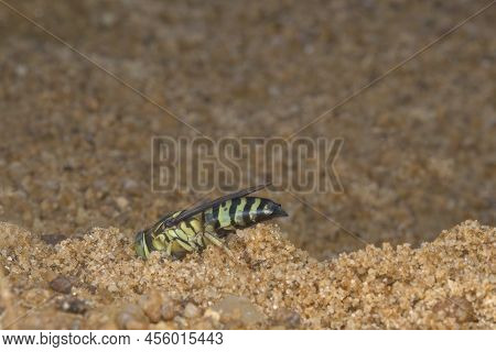 Sand Wasp Digging A Hole In The Sand
