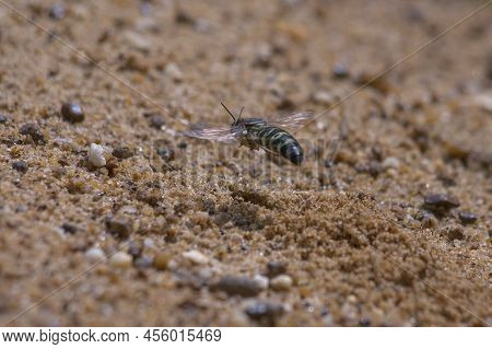 Sand Wasp Flying On The Sand Seen From Back Side
