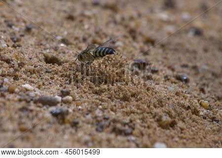 Sand Wasp Digging A Hole In The Sand Seen From Back Side