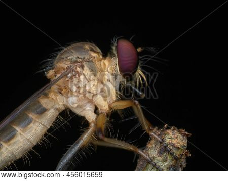Close Up Red Eye Robberfly On The Branch