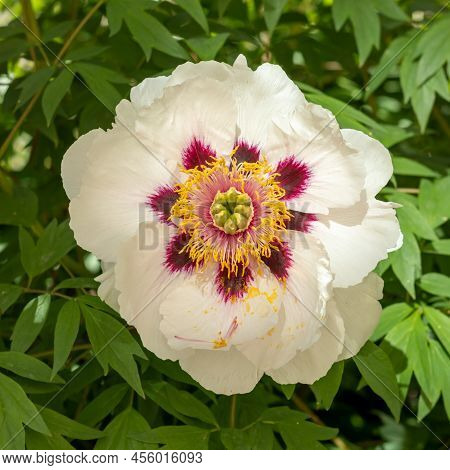 White Peony Bush. Delicate Background For Your Design. Front View And Close-up.