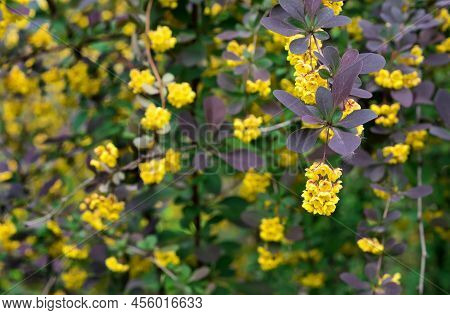 Small Yellow Flowers Of Tunberg's Barberry Or Japanese Barberry. Thunberg Barberry Is An Ornamental 