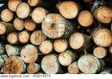 Photo Of A Few Cut Tree Trunks Stacked On Top Of Each Other