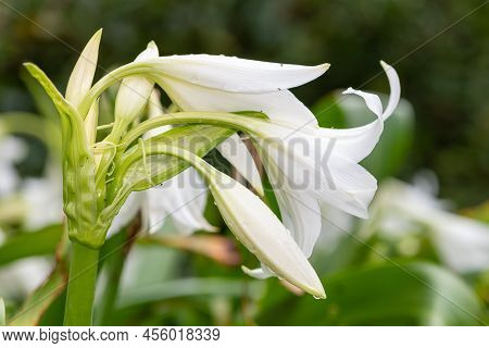 Crinum Moorei Flowers