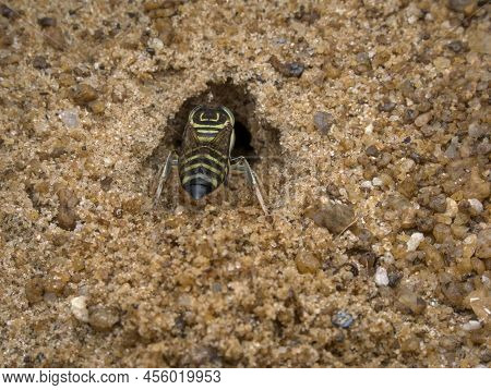 Sand Wasp Digging A Hole In The Sand To Save Its Prey