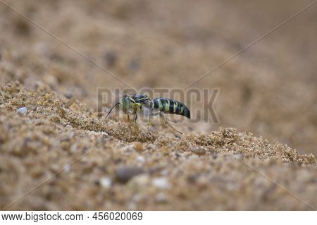 Sand Wasp Landed On A Hole In The Sand