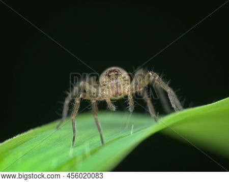 Pirate Wolf Spider On The Green Grass