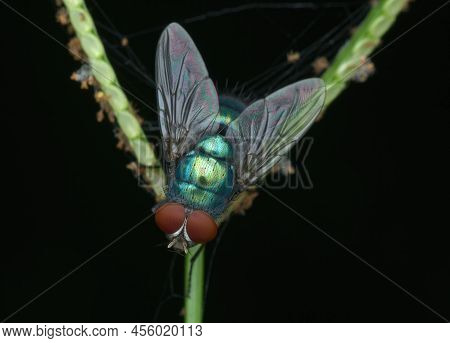 Blue Bottle Fly Perched On The Grass