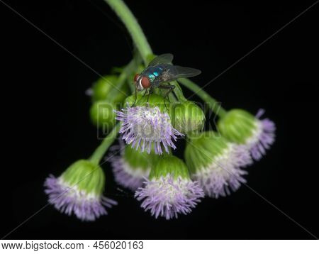 Beautiful Blue Bottle Fly Perched On The Wild Flower